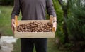 Man holding a crate of fresh picked walnuts closeup Royalty Free Stock Photo