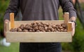 Man holding a crate of fresh picked walnuts closeup