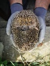 Man is holding cute hedgehog in his hands Royalty Free Stock Photo