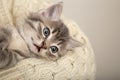 Man holding cute striped scared kitten. Gray striped kitten with funny face on hands in a beige cotton sweater. Little cute cat Royalty Free Stock Photo