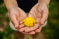 Man holding a dandelion flower Royalty Free Stock Photo