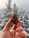 Man holding a dried pine cone Royalty Free Stock Photo