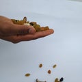 Man holding and dropping from distance of mixed dry fruits isolated on white background