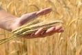 Man holding ears of wheat Royalty Free Stock Photo