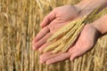 Man holding ears of wheat Royalty Free Stock Photo