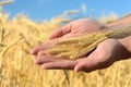 Man holding ears of wheat Royalty Free Stock Photo