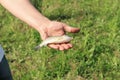 A man holding a fish caught in a lake Royalty Free Stock Photo