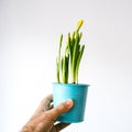 Man holding flower pot with small daffodil