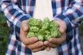 Man holding fresh green hops on blurred background, closeup Royalty Free Stock Photo