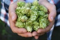 Man holding fresh green hops on blurred background, closeup Royalty Free Stock Photo