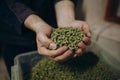 Man holding fresh green hops on blurred background, closeup Royalty Free Stock Photo