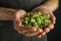 Man holding fresh green hops, closeup Royalty Free Stock Photo