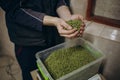 Man holding fresh green hops, closeup. Beer production