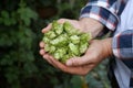 Man holding fresh green hops outdoors, closeup Royalty Free Stock Photo