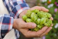 Man holding fresh green hops outdoors, closeup Royalty Free Stock Photo