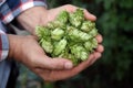 Man holding fresh green hops outdoors, closeup Royalty Free Stock Photo