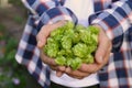 Man holding fresh green hops outdoors, closeup Royalty Free Stock Photo