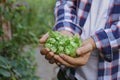 Man holding fresh green hops outdoors, closeup Royalty Free Stock Photo