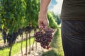 Man holding fresh picked red seedless grapes Royalty Free Stock Photo