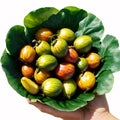 Man holding fresh picked Thai eggplant in the sun on a white background.