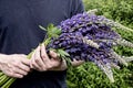 Man holding purple lupin flower bouquet Royalty Free Stock Photo