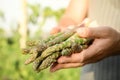 Man holding fresh raw asparagus outdoors, closeup Royalty Free Stock Photo