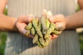 Man holding fresh raw asparagus outdoors, closeup Royalty Free Stock Photo