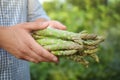 Man holding fresh raw asparagus outdoors, closeup Royalty Free Stock Photo