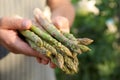 Man holding fresh raw asparagus outdoors, closeup Royalty Free Stock Photo