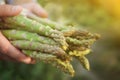 Man holding fresh raw asparagus outdoors, closeup Royalty Free Stock Photo