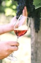 Man holding glass of red wine in vineyard field. Wine tasting in outdoor winery Royalty Free Stock Photo