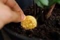 The man is holding a gold-coloured Bitcoin coin which he is trying to plant in a pot for its growth