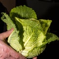 A man holding a green cabbage Royalty Free Stock Photo