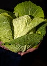 A man holding a green cabbage Royalty Free Stock Photo