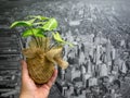 Man holding a green plant in front of a black and white photograph of a city