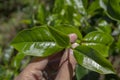 Man holding green tea leaf on the tea garden when harvest season Royalty Free Stock Photo