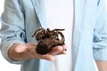 Man holding hairy striped knee tarantula