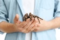 Man holding hairy striped knee tarantula