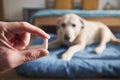 Man is holding in hand pill for ill dog