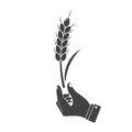 Man holding in hand wheat ear Royalty Free Stock Photo