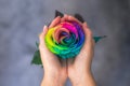 Woman holding hands like heart with rainbow rose inside. Valentine`s postcard. Women`s day. St. Valetine`s day. Rainbow Royalty Free Stock Photo