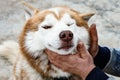 Man holding his dog, petting, hugging him and playing together. Royalty Free Stock Photo