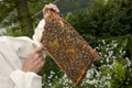 Man holding honeycomb Royalty Free Stock Photo