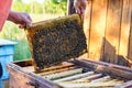 Man holding honeycomb frame for checking the bees Royalty Free Stock Photo