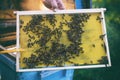 Man holding honeycomb frame for checking the bees Royalty Free Stock Photo