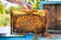 Man holding honeycomb frame for checking the bees Royalty Free Stock Photo