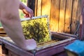 Man holding honeycomb frame for checking the bees Royalty Free Stock Photo