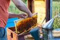 Man holding honeycomb frame for checking the bees Royalty Free Stock Photo