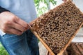 A man holding honeycomb with honey bees Royalty Free Stock Photo