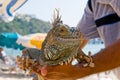 Man holding Iguana Royalty Free Stock Photo